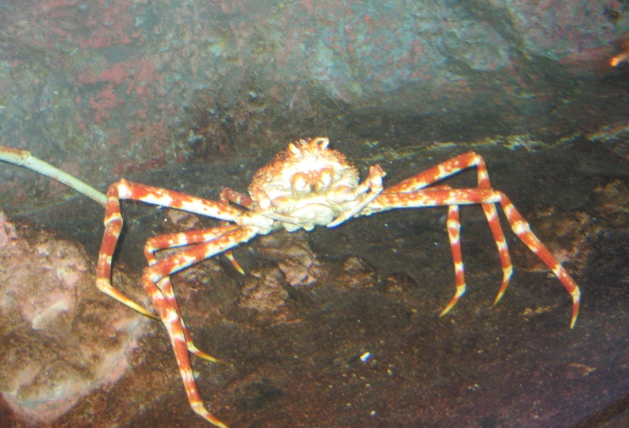 Crab at Underwater World