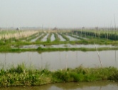 view of the floating gardens from weaving workshop